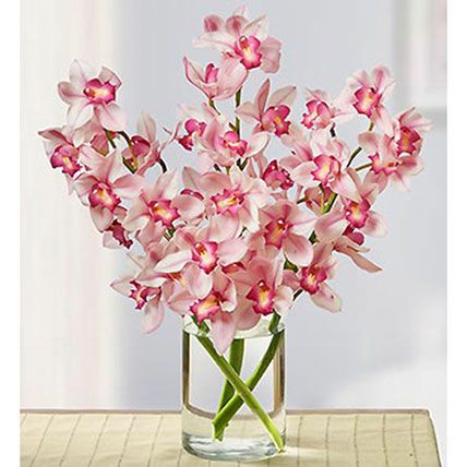 Pink Cymbidium Orchid: Orchids 
